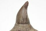 Fossil Mosasaur (Platecarpus) Lower Jaw Section - Kansas #207907-8